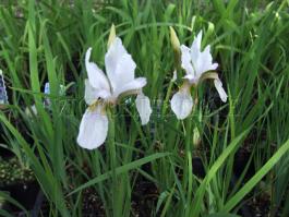 Tavi növények - Iris  “Snow Prince”